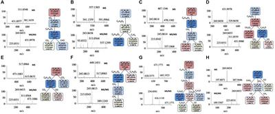 Rapid Discovery of the Potential Toxic Compounds in Polygonum multiflorum by UHPLC/Q-Orbitrap-MS-Based Metabolomics and Correlation Analysis